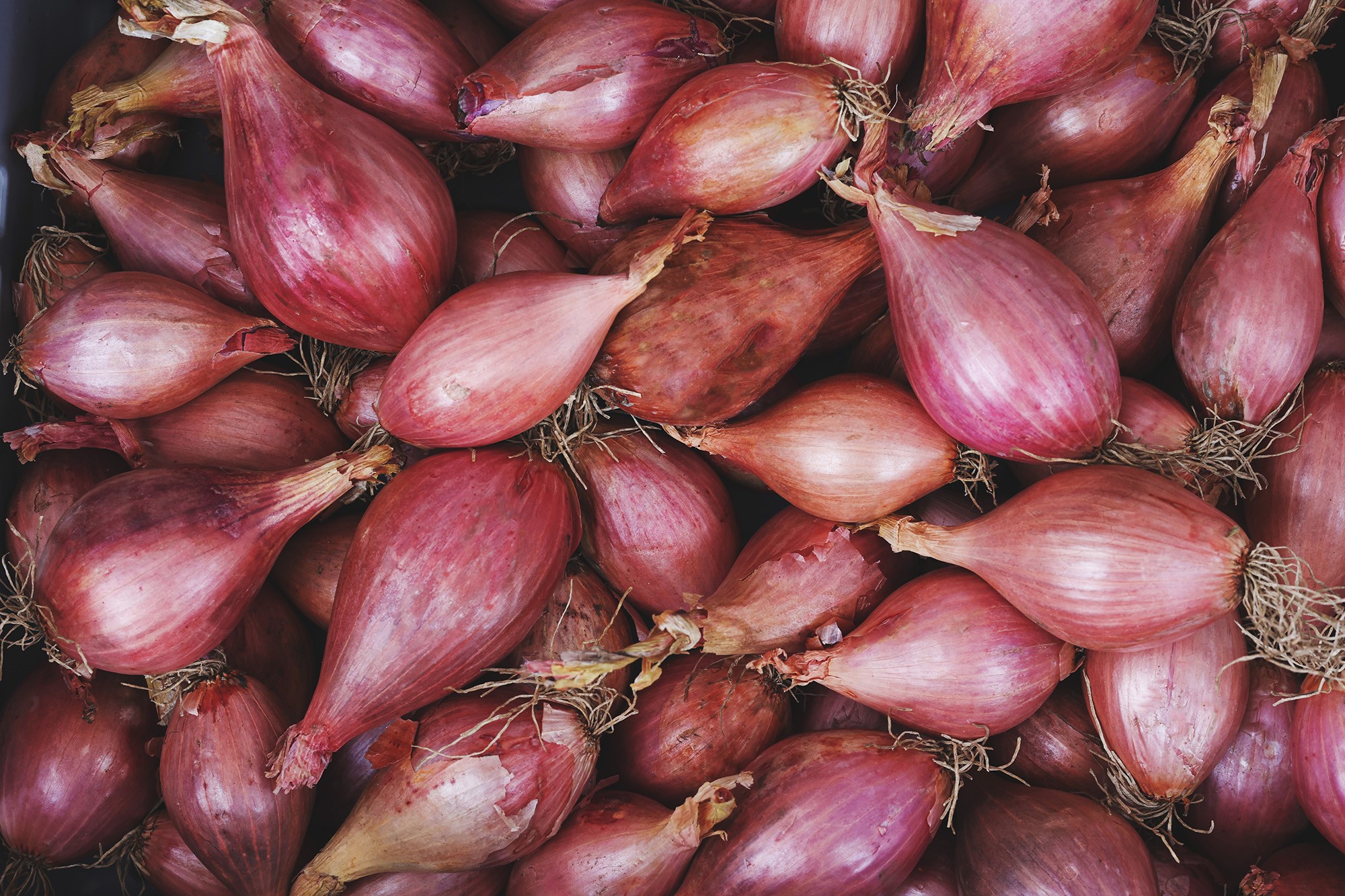 Schalottenlök i en låda